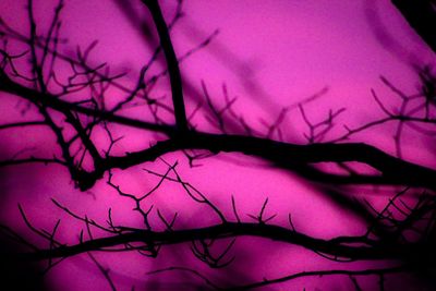 Close-up of bare tree against sky