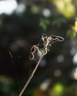 Close-up of spider on web