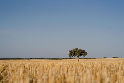 Scenic view of agricultural field against clear sky