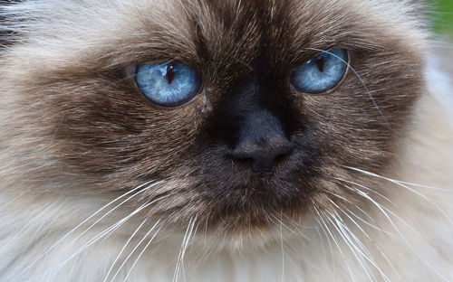 Close-up of cat