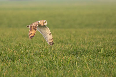 Close-up of a bird on grass