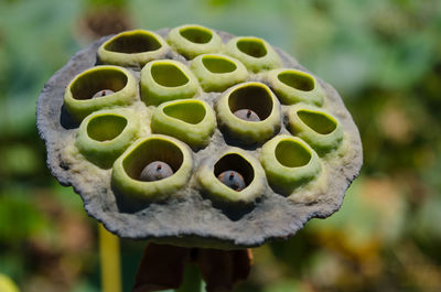 Close-up of dry lotus pod