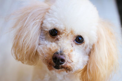 Close-up portrait of dog