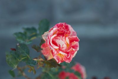 Close-up of pink rose
