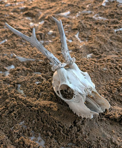 bone