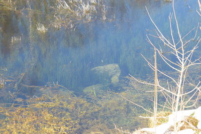 High angle view of lake amidst trees