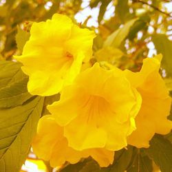Close-up of yellow flower