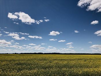 Scenic view of field against sky