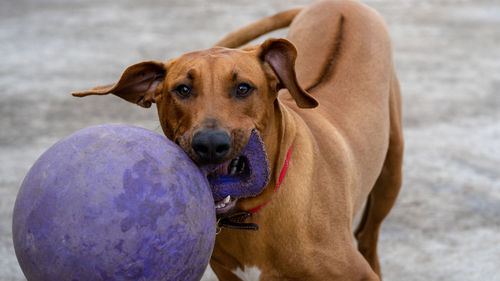 Close-up portrait of dog with ball in mouth