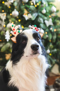 Funny puppy dog border collie wearing christmas costume deer horns hat near christmas tree at home