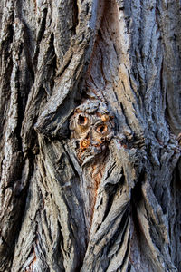 Full frame shot of tree trunk