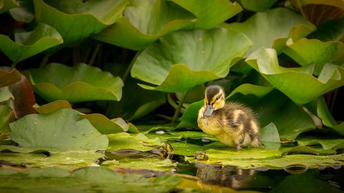 Close-up of frog in pond