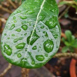 Close-up of raindrops on leaf