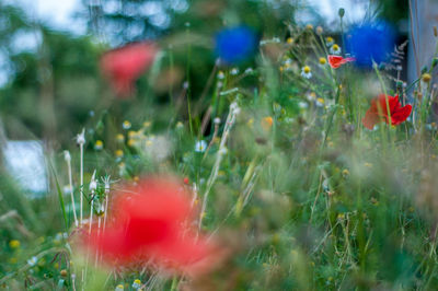 Close-up of flowers against blurred background