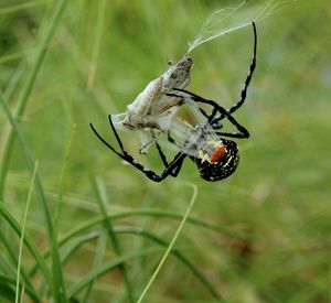 Close-up of spider on web