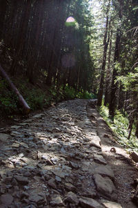 Dirt road amidst trees in forest