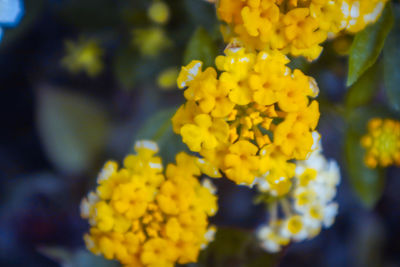 Close-up of yellow flowering plant