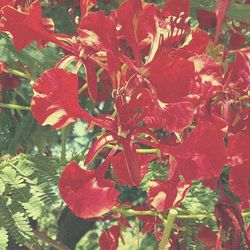 Close-up of leaves on tree