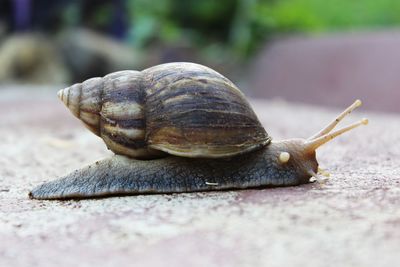 Close-up side view  of snail walking on the floor. stock photo 