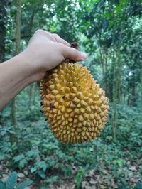 Close-up of hand holding fruit on tree