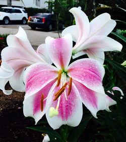 Close-up of pink flower