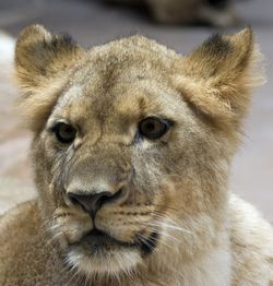 Close-up portrait of lion