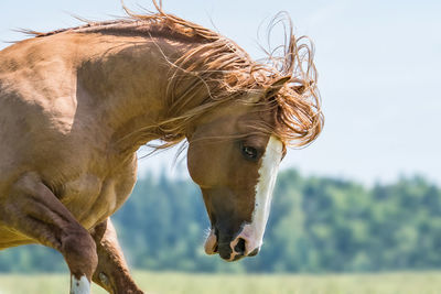 Close-up of horse against sky