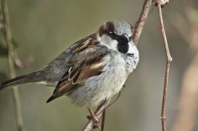 Close-up of bird perching on white background