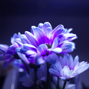 Close-up of purple flowering plant