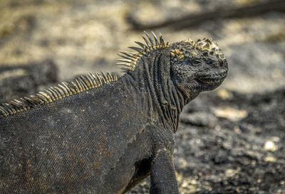 Close-up of a lizard on land