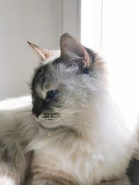 Close-up of a cat looking away