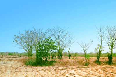 Trees on field against clear blue sky