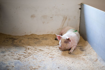 Pig resting at farm
