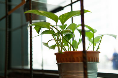 Close-up of potted plant against window