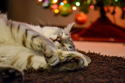 Close-up of cat sleeping on rug at home