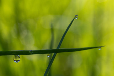 Close-up of raindrops on grass