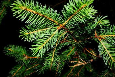 Close-up of green leaves at night