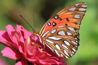 Close-up of butterfly pollinating on flower