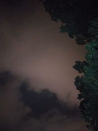 Low angle view of trees against sky at night