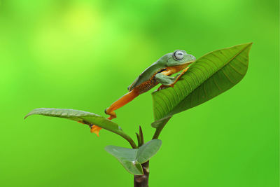 Close-up of frog on plant