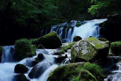 Scenic view of waterfall in forest