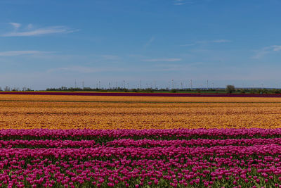 Scenic view of flowering field against sky