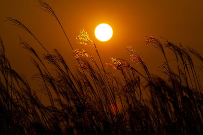 Close-up of stalks against sunset