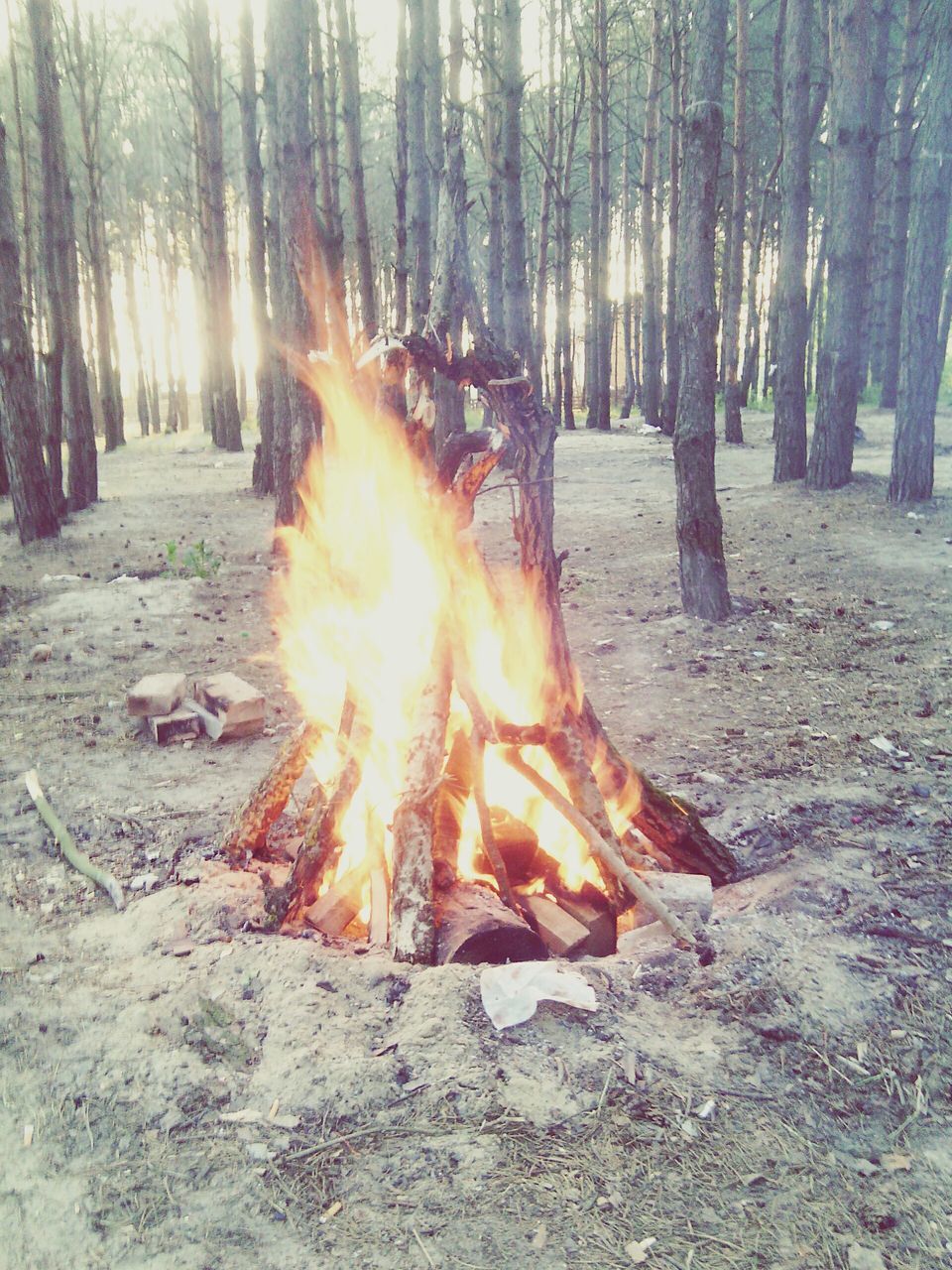 tree, flame, burning, heat - temperature, nature, tree trunk, outdoors, forest, motion, dog, bonfire, day, no people, beauty in nature, fire pit