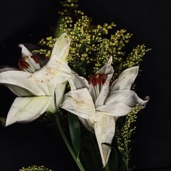 Close-up of white flowers against black background