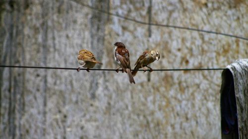 Bird perching on cable against wall