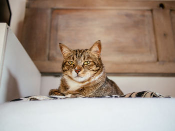 Low angle view of cat lying on bed at home