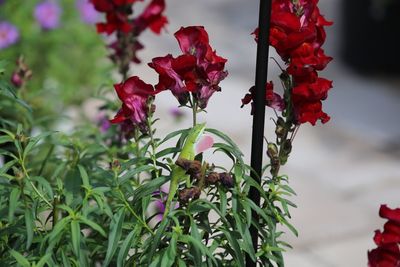 Close-up of red flower