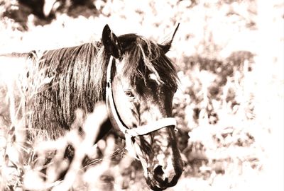 Close-up of a horse