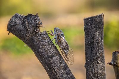 Close-up of insect on tree trunk